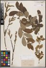 Foto von Salix cinerea L.